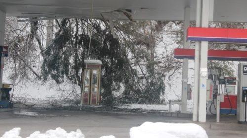 Podrto drevo na bencinski servis