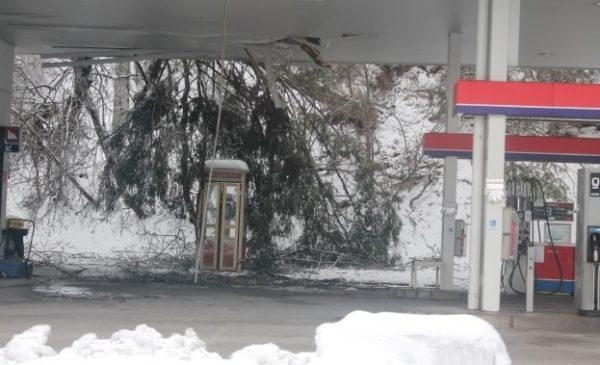 Podrto drevo na bencinski servis