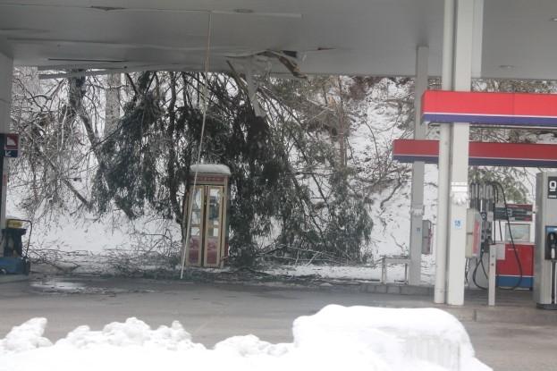 Podrto drevo na bencinski servis