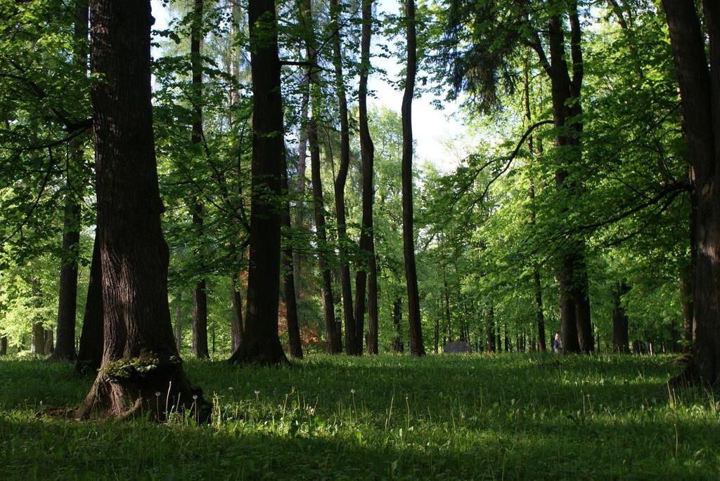 grajski park ravne