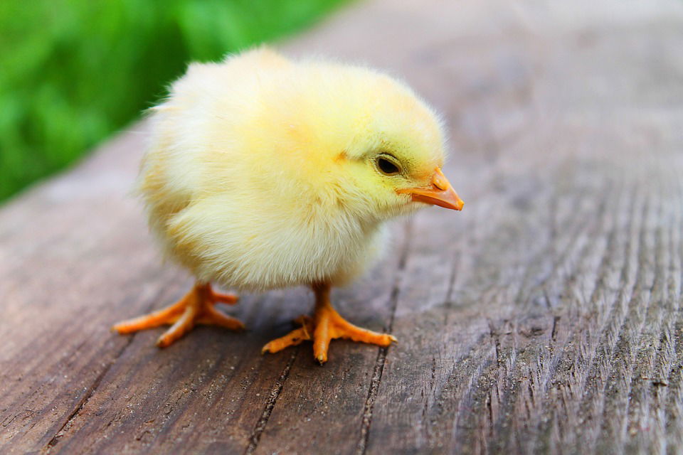 bird-349026_960_720