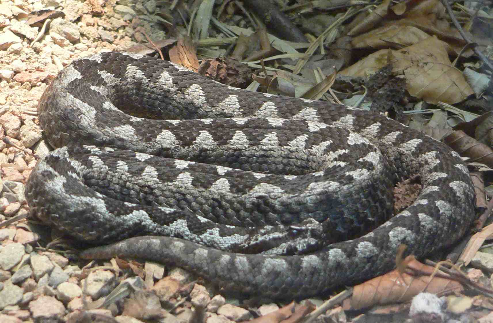 modras wikipedija