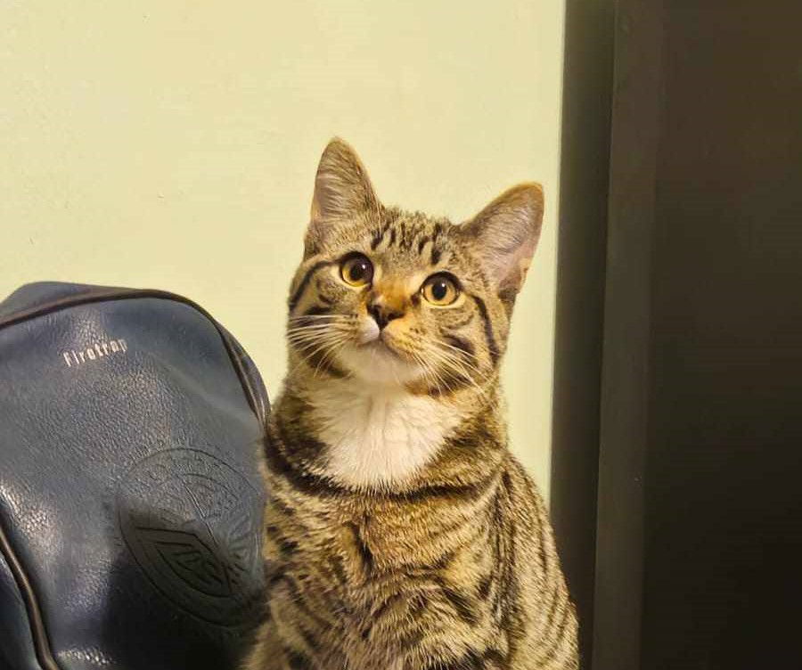 ori
