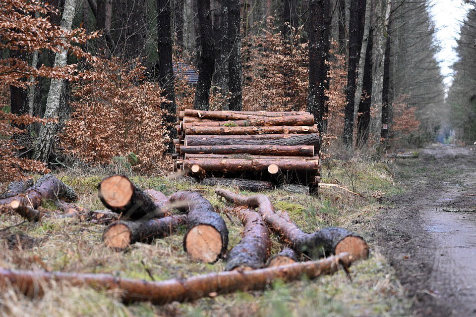 spravilo lesa sečnja posek gozd les pixabay