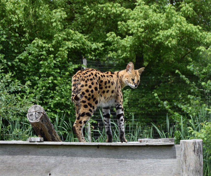 serval pixabay