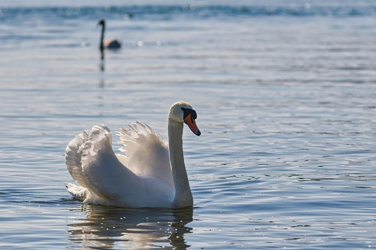 mute-swan-7185076_1280 mute-swan-7185076_1280