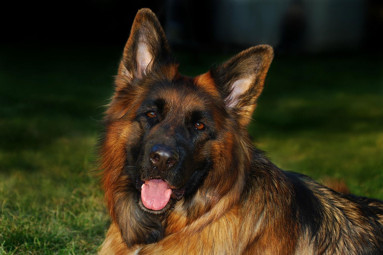 shepherd-dog-5033908_1280