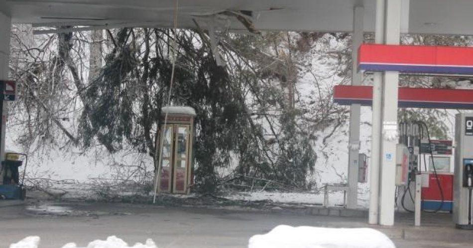 Podrto drevo na bencinski servis